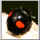 Chilocorus renipustulatus - Schildlaus-Marienkaefer 01.jpg